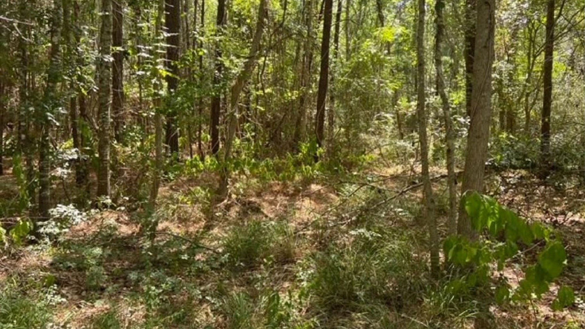 Land For Sale in Anahuac The DGV Group